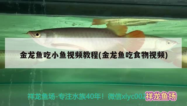 金龍魚吃小魚視頻教程(金龍魚吃食物視頻) 黃金眼鏡蛇雷龍魚