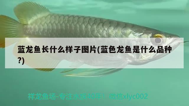 藍龍魚長什么樣子圖片(藍色龍魚是什么品種?)