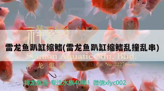 雷龍魚趴缸縮鰭(雷龍魚趴缸縮鰭亂撞亂串) 奈及利亞紅圓點(diǎn)狗頭