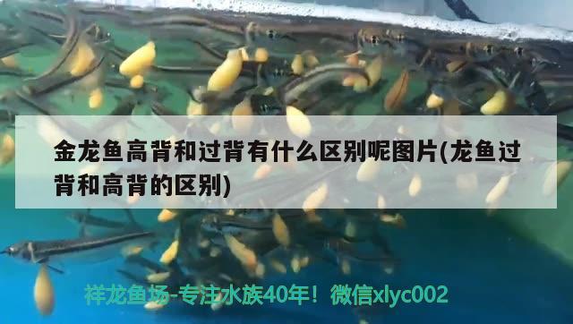 金龍魚高背和過背有什么區(qū)別呢圖片(龍魚過背和高背的區(qū)別) 印尼虎苗