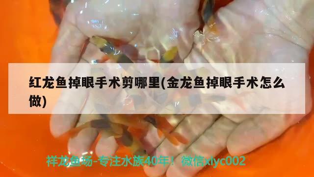 紅龍魚掉眼手術剪哪里(金龍魚掉眼手術怎么做)