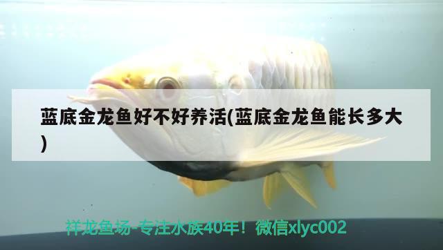 藍(lán)底金龍魚好不好養(yǎng)活(藍(lán)底金龍魚能長多大) 銀龍魚百科