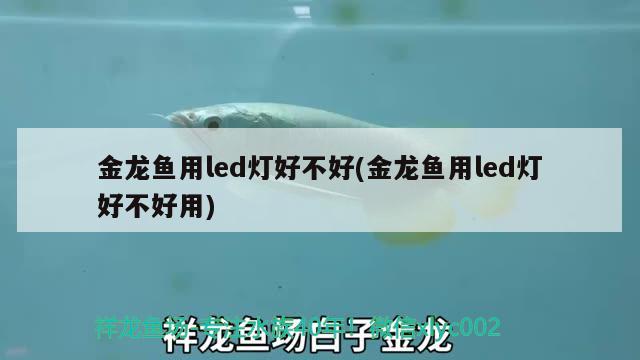 金龍魚用led燈好不好(金龍魚用led燈好不好用)