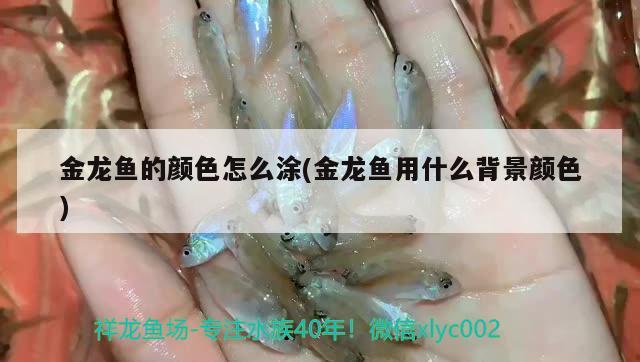 金龍魚的顏色怎么涂(金龍魚用什么背景顏色) 水族維護(hù)服務(wù)（上門） 第2張