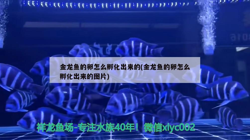 金龍魚的卵怎么孵化出來的(金龍魚的卵怎么孵化出來的圖片) 祥龍水族護理水