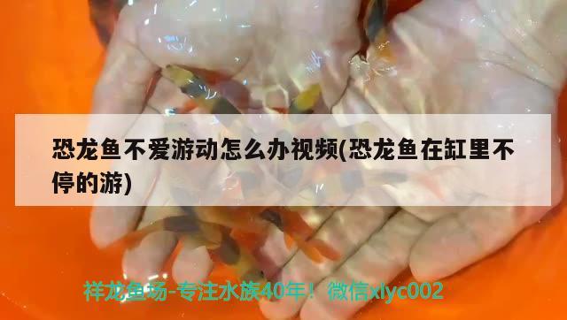 恐龍魚不愛游動怎么辦視頻(恐龍魚在缸里不停的游) 三間鼠魚苗