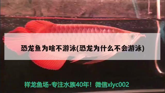 恐龍魚(yú)為啥不游泳(恐龍為什么不會(huì)游泳) 帝王血鉆