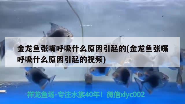 金龍魚張嘴呼吸什么原因引起的(金龍魚張嘴呼吸什么原因引起的視頻) 魚缸等水族設(shè)備