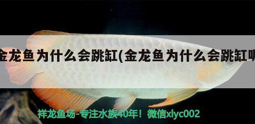 周末愉快的玩耍 南美異型魚 第2張