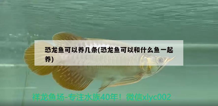 恐龍魚可以養(yǎng)幾條(恐龍魚可以和什么魚一起養(yǎng))