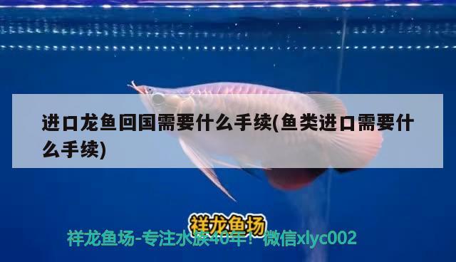 進口龍魚回國需要什么手續(xù)(魚類進口需要什么手續(xù))