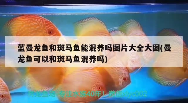 藍曼龍魚和斑馬魚能混養(yǎng)嗎圖片大全大圖(曼龍魚可以和斑馬魚混養(yǎng)嗎)