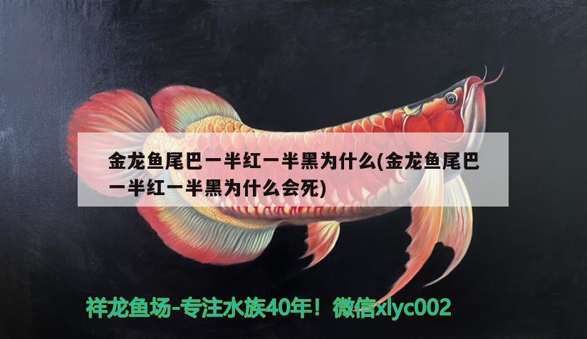 金龍魚尾巴一半紅一半黑為什么(金龍魚尾巴一半紅一半黑為什么會死) 藍底過背金龍魚