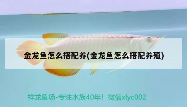 金龍魚(yú)卡通圖片(金龍魚(yú)圖片大全圖片高清) 紅尾平克魚(yú)