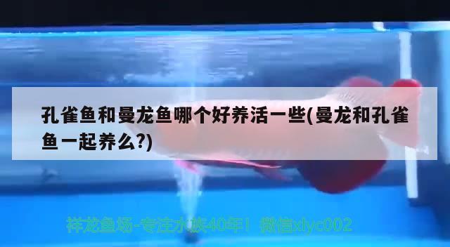 龍魚被吃掉的視頻：龍魚吃金魚視頻