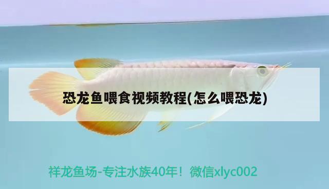 恐龍魚喂食視頻教程(怎么喂恐龍) 南美異型魚