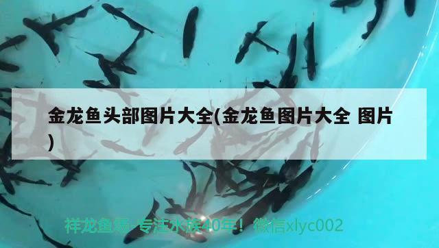 金龍魚頭部圖片大全(金龍魚圖片大全圖片) 定時器/自控系統(tǒng)