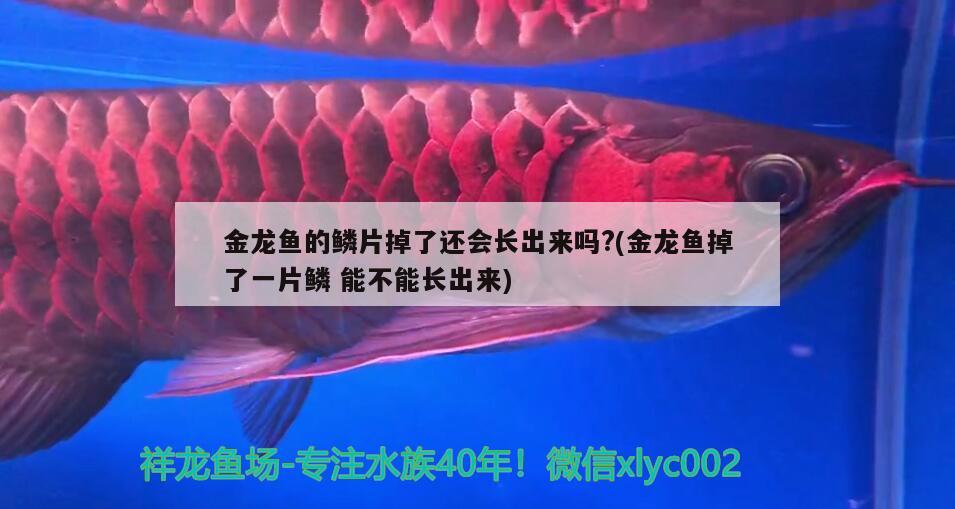 金龍魚的鱗片掉了還會長出來嗎?(金龍魚掉了一片鱗能不能長出來)