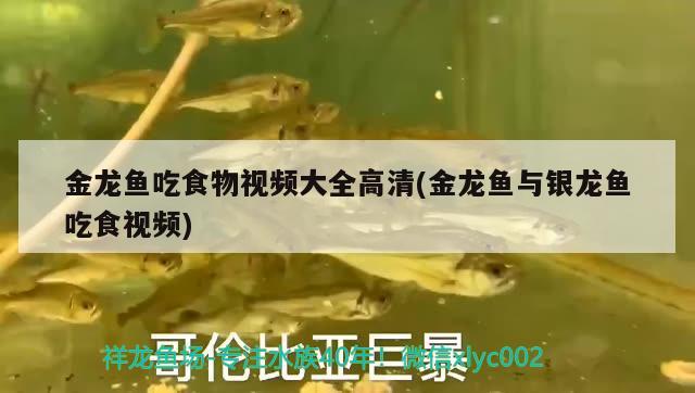 金龍魚吃食物視頻大全高清(金龍魚與銀龍魚吃食視頻) 銀龍魚百科