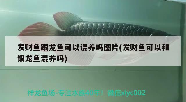 發(fā)財魚跟龍魚可以混養(yǎng)嗎圖片(發(fā)財魚可以和銀龍魚混養(yǎng)嗎)