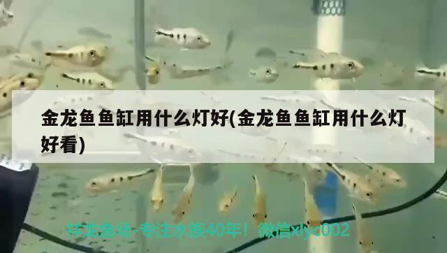 金龍魚魚缸用什么燈好(金龍魚魚缸用什么燈好看) 肥料