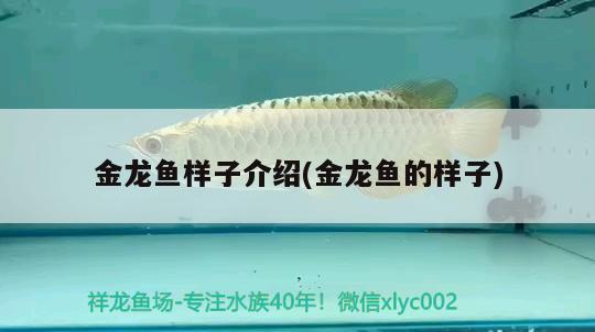 金龍魚樣子介紹(金龍魚的樣子) 觀賞蝦蟹等飼料