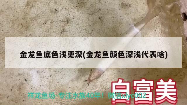 金龍魚底色淺更深(金龍魚顏色深淺代表啥) 印尼小紅龍