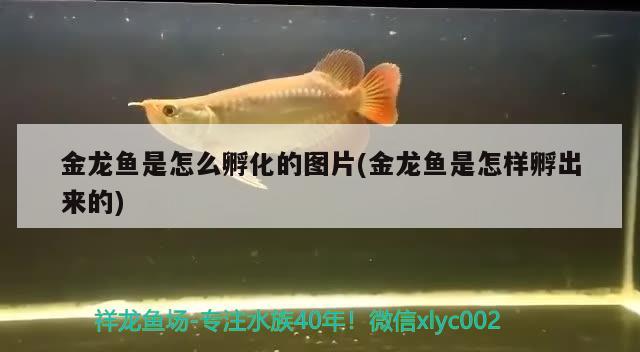 金龍魚是怎么孵化的圖片(金龍魚是怎樣孵出來的) 黃鰭鯧魚