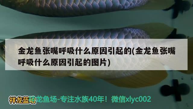 金龍魚張嘴呼吸什么原因引起的(金龍魚張嘴呼吸什么原因引起的圖片)