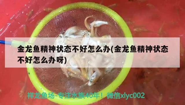 金龍魚精神狀態(tài)不好怎么辦(金龍魚精神狀態(tài)不好怎么辦呀) 狗頭魚