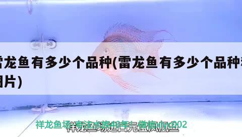 雷龍魚有多少個(gè)品種(雷龍魚有多少個(gè)品種和圖片) 金頭過背金龍魚