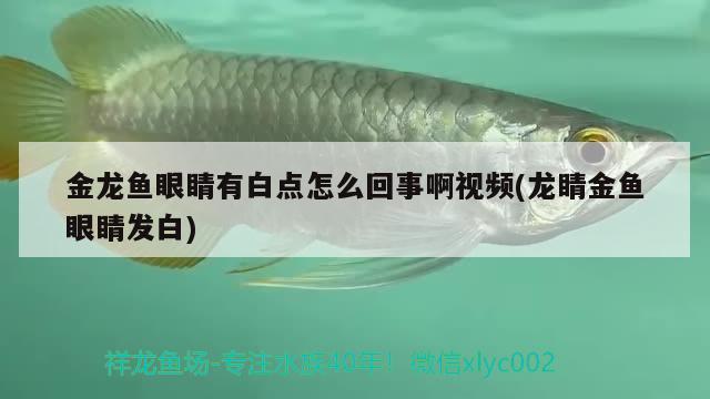 金龍魚眼睛有白點(diǎn)怎么回事啊視頻(龍睛金魚眼睛發(fā)白) 白化火箭魚