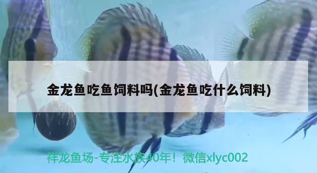 金龍魚吃魚飼料嗎(金龍魚吃什么飼料) 虎斑恐龍魚