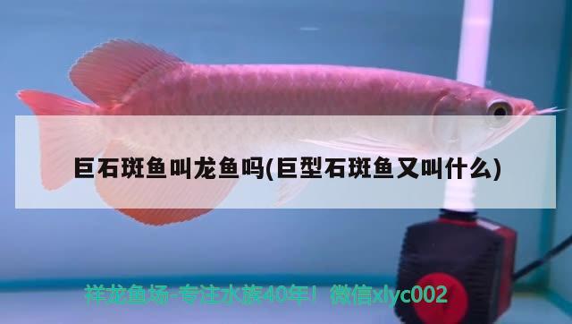 巨石斑魚叫龍魚嗎(巨型石斑魚又叫什么)