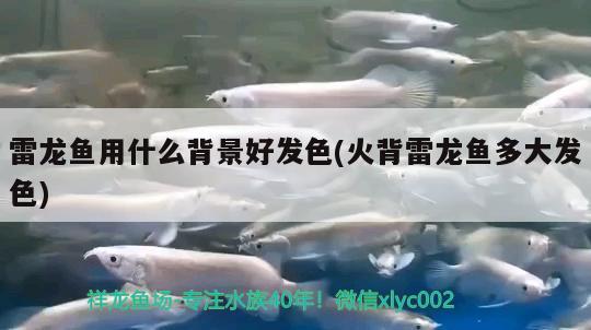 荊州水族批發(fā)市場地址在哪里呀電話（荊州水產批發(fā)市場在哪） 養(yǎng)魚知識 第2張