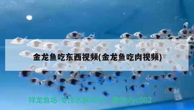 黑白魟魚繁殖魚缸多大合適（皇冠黑白魟魚多大能繁殖） 其他品牌魚缸