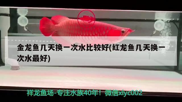 金龍魚幾天換一次水比較好(紅龍魚幾天換一次水最好) 白化火箭