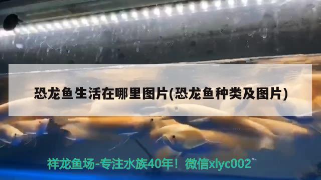 恐龍魚生活在哪里圖片(恐龍魚種類及圖片) 金龍魚糧 第2張