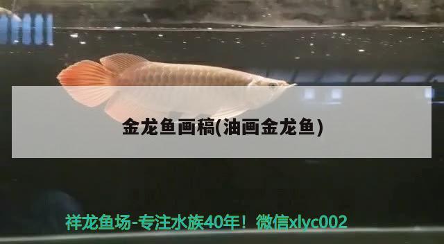 金龍魚畫稿(油畫金龍魚)