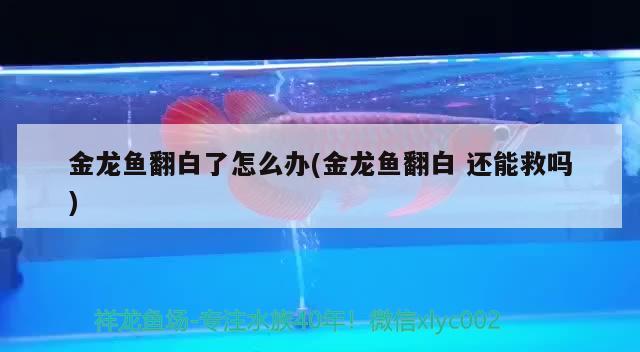 龍魚鳴叫的原理，金龍魚嘴上像長了一層白霜怎么回事