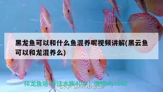 黑龍魚可以和什么魚混養(yǎng)呢視頻講解(黑云魚可以和龍混養(yǎng)么)