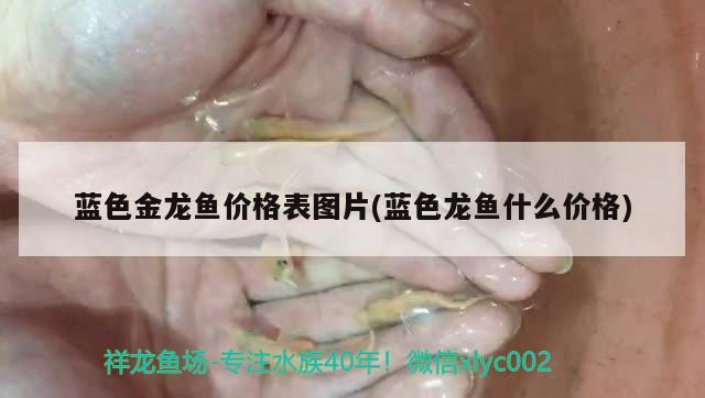 體型小的龍魚是什么魚圖片(體型小的龍魚是什么魚圖片大全) 委內(nèi)瑞拉奧里諾三間魚 第1張