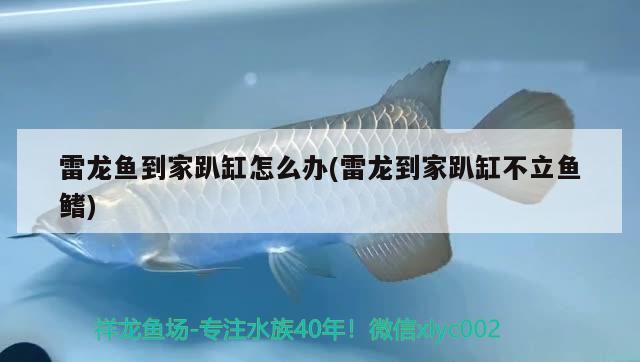 雷龍魚到家趴缸怎么辦(雷龍到家趴缸不立魚鰭) 哥倫比亞巨暴魚苗