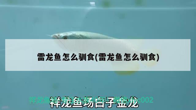 雷龍魚(yú)怎么馴食(雷龍魚(yú)怎么馴食)