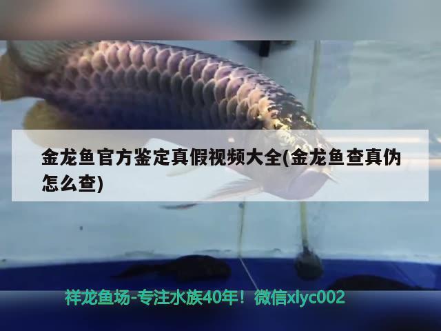 金龍魚官方鑒定真假視頻大全(金龍魚查真?zhèn)卧趺床?