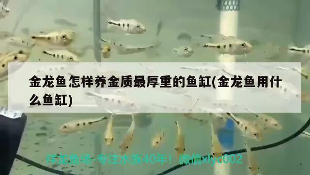 金龍魚怎樣養(yǎng)金質(zhì)最厚重的魚缸(金龍魚用什么魚缸) 水族維護(hù)服務(wù)（上門）