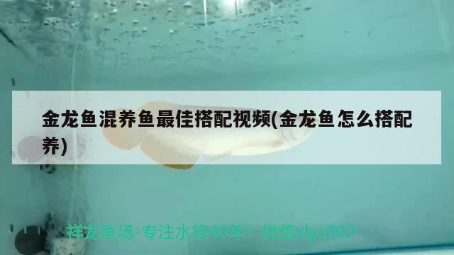 金龍魚混養(yǎng)魚最佳搭配視頻(金龍魚怎么搭配養(yǎng)) 白子銀版魚