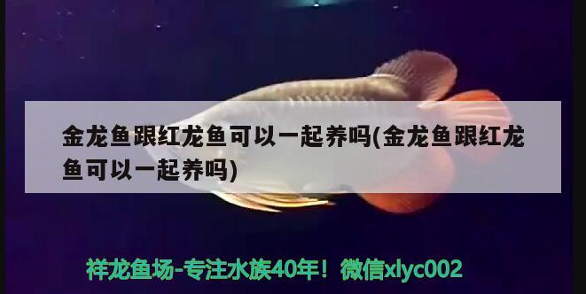 金龍魚跟紅龍魚可以一起養(yǎng)嗎(金龍魚跟紅龍魚可以一起養(yǎng)嗎) 杰西卡恐龍魚