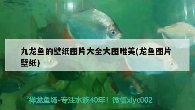 九龍魚的壁紙圖片大全大圖唯美(龍魚圖片壁紙)