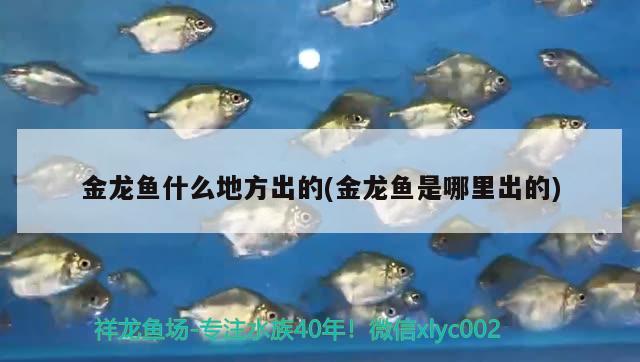 新做魚(yú)缸過(guò)多長(zhǎng)時(shí)間之后才能養(yǎng)魚(yú)，魚(yú)缸鋼化玻璃能用幾年